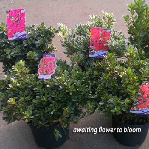 Azalea Jolie Madam Rhododendron | ScotPlants Direct